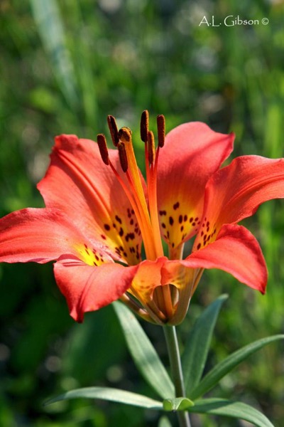 Red Caps and Lilies by Katharine Adams