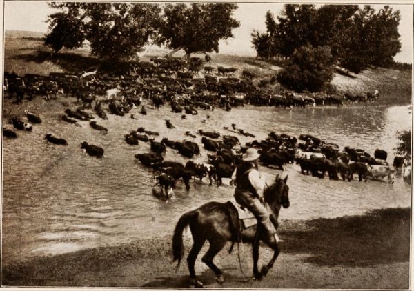 Tales from the X-bar Horse Camp: The Blue-Roan Outlaw and Other Stories by Will C. Barnes