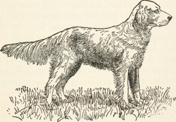 The Dogs of Boytown by Herbert Strang