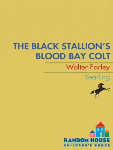 The Black Stallion's Blood Bay Colt