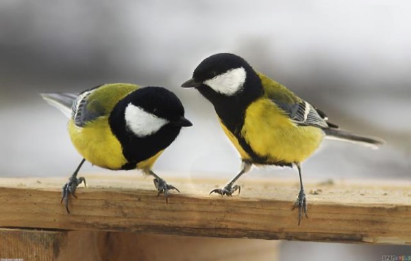 Two Yellow-Birds