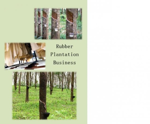 Rubber Plantation Business by Denis Tifanny