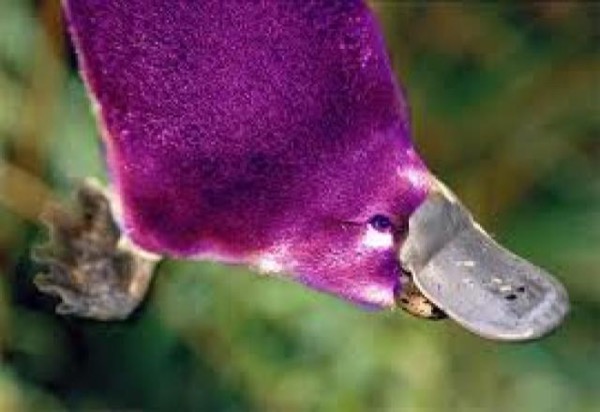 Purple Platypus In: The Wizard of Oz by E. Couvillion