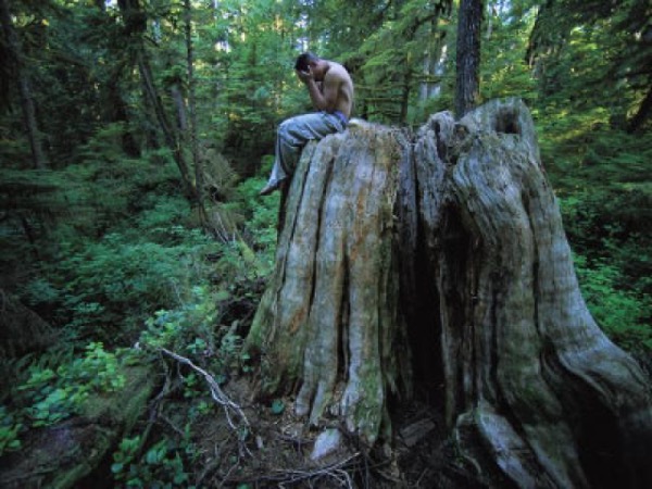 Tree Stump by Wolf Tucker