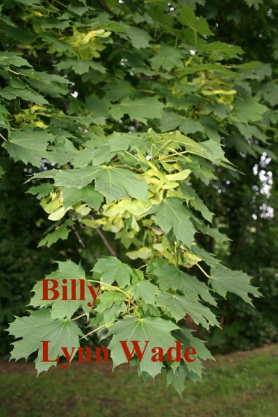 Billy by Lynn Wade